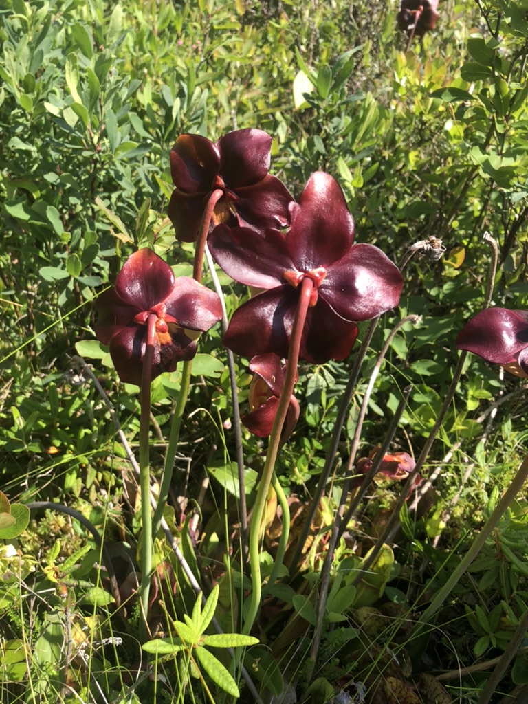 pitcher plants seeds