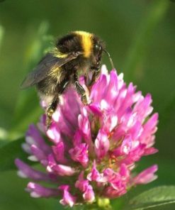 10g - 50g Pollinator Mix Seeds, ground cover