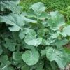 80 Dwarf Essex Rape seeds, turnip greens