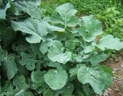 80 Dwarf Essex Rape seeds, turnip greens
