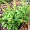 1g+ Good King Henry seeds - Traditional European Perennial Green, harvest in Aug 2024