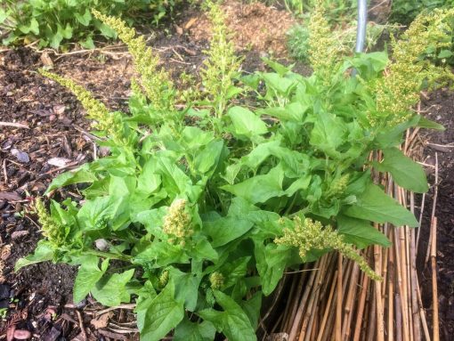 1g+ Good King Henry seeds - Traditional European Perennial Green, harvest in Aug 2024