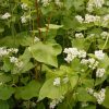 100+ Buckwheat seeds, edible, gluten-free grain, excellent ground cover, rabbit food, attract pollinators