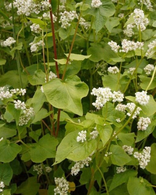 100+ Buckwheat seeds, edible, gluten-free grain, excellent ground cover, rabbit food, attract pollinators