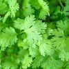 100+ Cilantro seeds, coriander, all year round herb