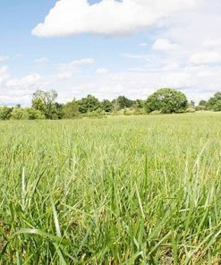 50g+ Multipurpose Super Pasture, rabbit food, hay