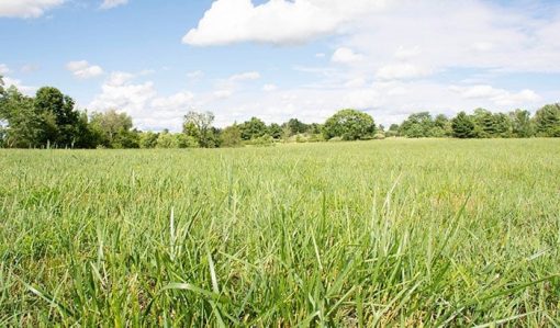 50g+ Multipurpose Super Pasture, rabbit food, hay