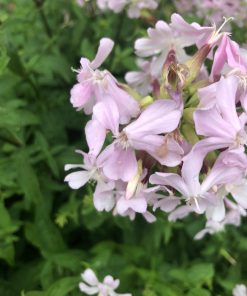 100+ Soapwort Seeds, Saponaria officinalis , perennial herb, soap making
