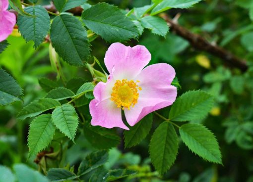 50 Newfoundland wild rose seeds, dog rose, Rosa Rugosa, perennial flower, edible flower