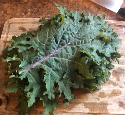 2g (approx 500 seeds) - Heirloom Red Russian Kale Seeds, fall planting