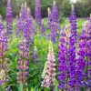 60+ Newfoundland lupine flower seeds 2023, fall planting, perennial, large-leaved lupine