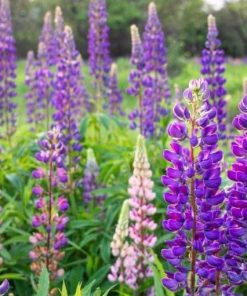 60+ Newfoundland lupine flower seeds 2023, fall planting, perennial, large-leaved lupine