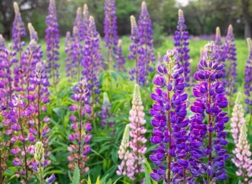 60+ Newfoundland lupine flower seeds 2023, fall planting, perennial, large-leaved lupine